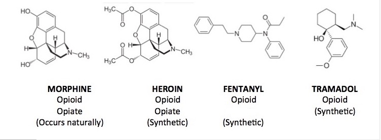Acsh Explains Whats The Difference Between Opioids And Opiates American Council On Science 0357